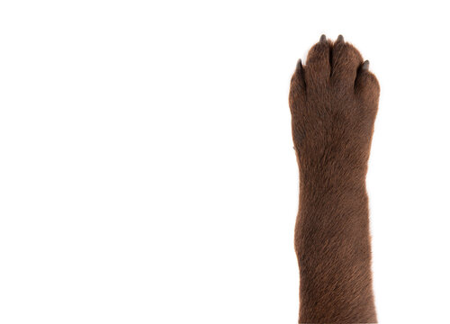 Chocolate Labrador paw, closeup, isolated on white background