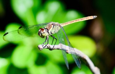 Dragonfly basking in the sun at the Adelaide River Inn at lunch time 
