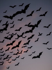 Fototapeta premium A dynamic flock of bats soaring through a twilight sky. showcasing their silhouette against the fading light. creating a mysterious atmosphere perfect for Halloween themes