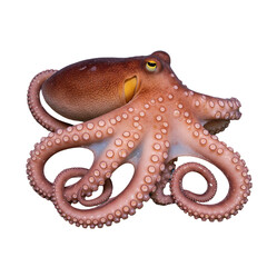 Fototapeta premium Octopus isolated on white background 