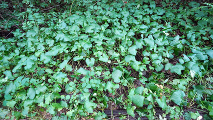 Wild Colony of Eutrema japonicum Leaves in Natural Habitat