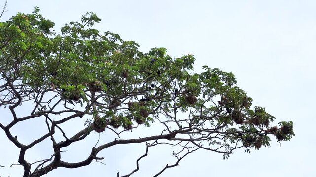 Metallic starling (Aplonis metallica) a colony of birds on acacia trees with a flat crown. Ternate Island, archipelago Moluccas, Indonesia. Early January, monsoon season