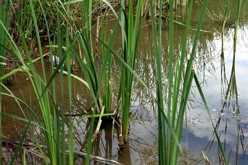 grass in the water