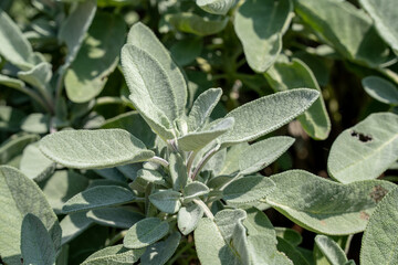Fresh sage or salvia officinalis plant with green leaves growing in a garden for aromatic food and culinary concept