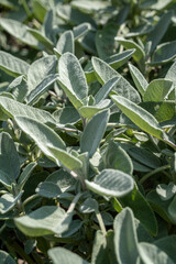 Fresh sage or salvia officinalis plant with green leaves growing in a garden for aromatic food and culinary concept