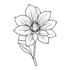 flower sketch vector illustration