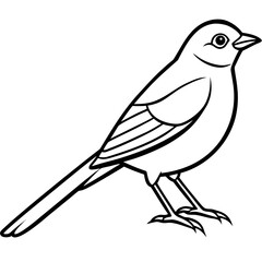 Nightingale line art vector
