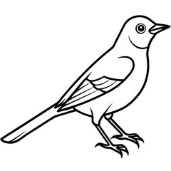 Nightingale line art vector
