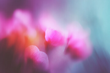 Dream abstract motion blurry vibrant flower posters,summer blossom flower on blue sky background