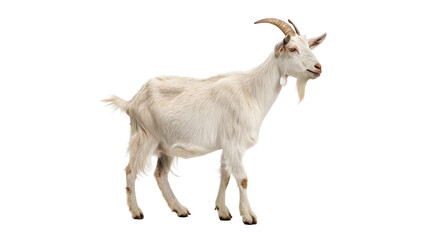 White goat standing on a plain background during daylight with a healthy appearance on a...