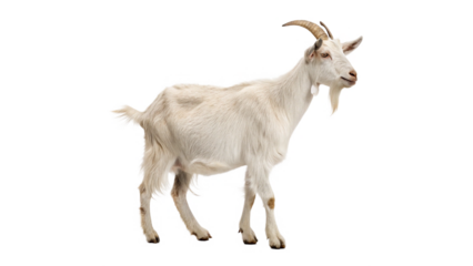 White goat standing on a plain background during daylight with a healthy appearance on a transparent background