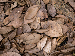 Dry fallen leaves texture background in autumn season.