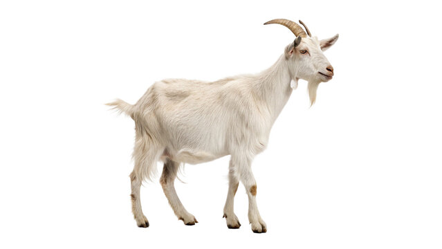 White goat standing on a plain background during daylight with a healthy appearance on a transparent background