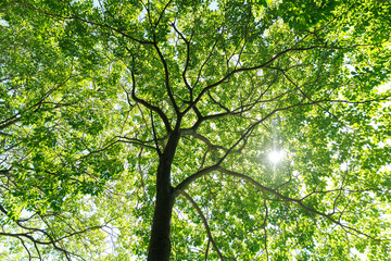 Fototapeta premium Nature of green leaf cover in garden summer. Eco Green Environment natural background.