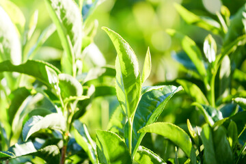 tea leaves kyoto uji japan