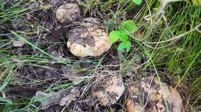 forest scene filled with brown roll-rim or poison pax, Paxillus involutus mushrooms, nestled in verdant foliage, creating  captivating display of nature artistry and biodiversity