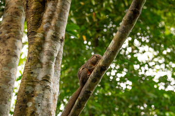 Closeup view of squirrel on tree branch in Singapore Botanic Garden