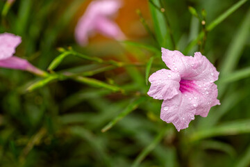 Beautiful Pink Ruellia Tuberosa Flower from Family Acanthaceae