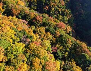 Autumn foliage canopy