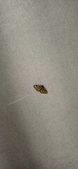Small insect resting on a smooth surface in indoor setting with neutral colors and subtle lighting