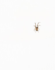 Image of a house Spider (Tegenaria atrica) on the white wall