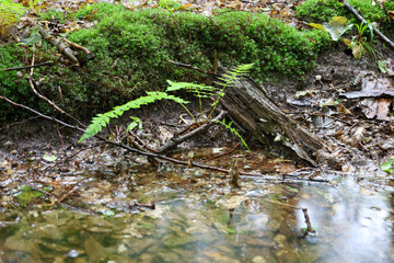 ​The bank of a forest stream, where a fern and green moss grow on wet earth. The murky water reflects the surroundings, creating a picture of wild and tranquil nature.