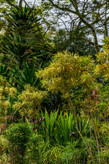 Pleomele or lily bamboo or Song of India plant Dracaena reflexa in the garden