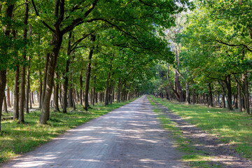 Summer landscape, Countryside gravel road through forest with green leaves, Tree trunks tunnel above walkway and bicycle lane into the wood, Bussumerheide, Hilversum, Netherlands, Natural background.