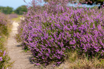 Obraz premium Selective focus bush of wild purple flowers Calluna vulgaris (heath, heide, ling or simply heather) is the sole species in the genus Calluna in the flowering plant family Ericaceae, Natural background