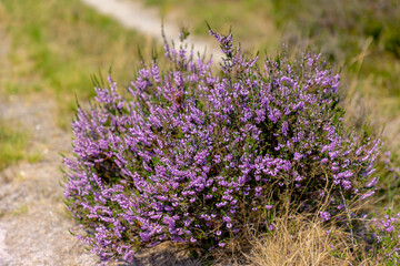 Obraz premium Selective focus bush of wild purple flowers Calluna vulgaris (heath, heide, ling or simply heather) is the sole species in the genus Calluna in the flowering plant family Ericaceae, Natural background
