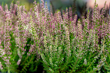 Selective focus of purple flowers Calluna vulgaris in garden, Heath, heide, ling or simply heather) is the sole species in the genus Calluna in the flowering plant family Ericaceae, Natural background