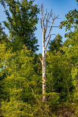 Fototapeta premium Abgestorbener Baum