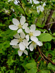Beautiful white blossoms on a tree branch in a lush green forest during springtime