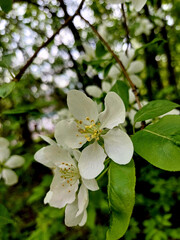 Delicate white blossoms on green branches in a tranquil garden setting during springtime