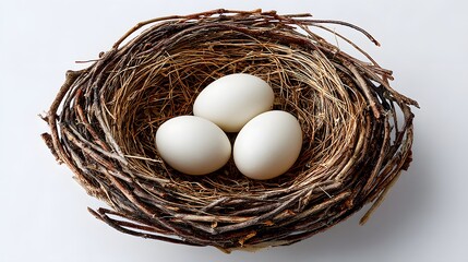 Close Up of Three White Eggs Nestled in a Natural Brown Twigs Nest on a Light Background