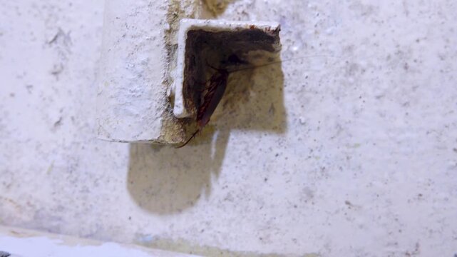 German cockroach in a public kitchen with moderate sanitation, household pest, insect pests, infection carrier