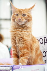 A Maine Coon kitten at a cat show in St. Petersburg