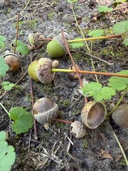 Fallen Acorns on Forest Floor Close-Up © Анна Юр