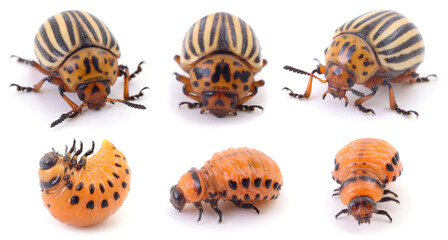 Colorado potato beetle life cycle stages isolated on white background