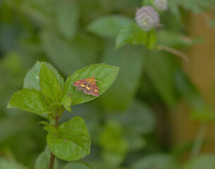 Pyrausta aurata - Mint Moth - on Mentha x piperita f. citrata (Eau de Cologne Mint). A small moth (18-20 mm) active during the day as well as at night, preferred host plants from Lamiaceae family © The Inner Light