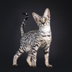 Gorgeous silver Savannah cat, standing up side ways. Looking straight to camera. Tail up.  Isolated on a black background.