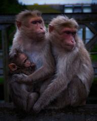 Fototapeta premium Close-up of a protective monkey family holding their baby in the wild, showcasing love, bonding, and natural wildlife behavior in India