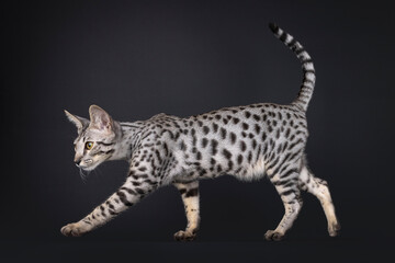 Gorgeous silver Savannah cat, walking side ways. Looking straight ahead away from camera. Isolated on a black background.