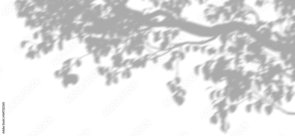 Wall mural soft tree branch shadow shade relaxation isolate on transparent backgrounds 3d illustrations