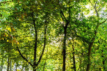 Flora en un parque público en Asturias.