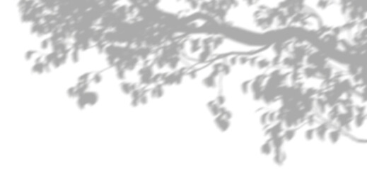 Soft tree branch shadow shade relaxation isolate on transparent backgrounds 3d illustrations