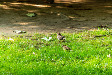 Passer domesticus pertenece a la familia de Passeridae.