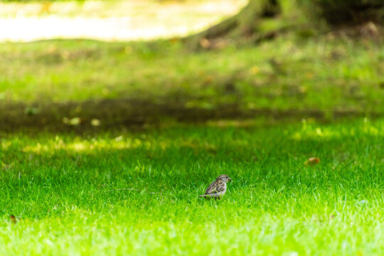Passer domesticus pertenece a la familia de Passeridae.