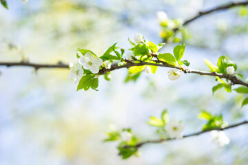 Blossoms decorate branches against a bright spring sky in full bloom