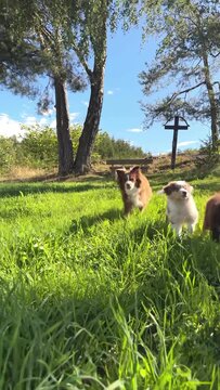 Playful dogs are frolicking joyfully in the lush green grass beneath a clear blue sky